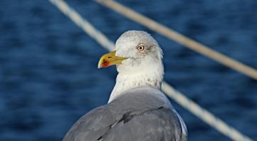 san 3